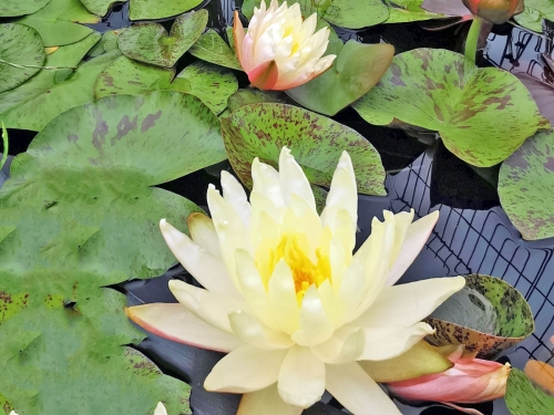 Preview: Seerose  Nymphaea Sulphurea